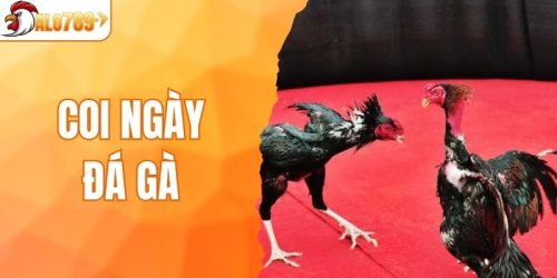 Coi Ngày Đá Gà - Bí Quyết Xem Chuẩn Và Chính Xác Tại ALO789