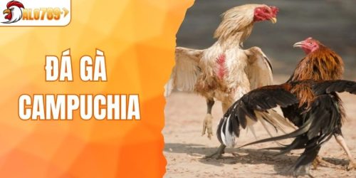 Đá Gà Campuchia – Cá Cược Online Với Nhiều Trận Đấu Cam Go