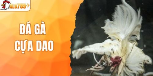 Đá Gà Cựa Dao – Mở Ra Thế Giới Giải Trí Đỉnh Cao Cùng ALO789