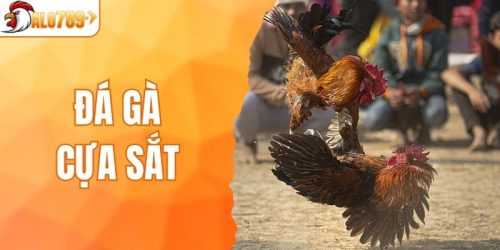 Đá Gà Cựa Sắt - Trò Chơi Giải Trí Đình Đám Nhất Tại ALO789