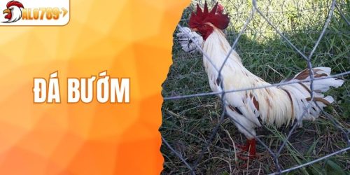 Gà Bướm - Khám Phá Chiến Kê Huyền Thoại Trên Đấu Trường