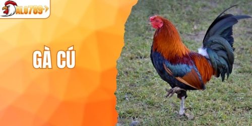Gà Cú - Khám Phá Về Dòng Chiến Kê Độc Đáo Tại ALO789