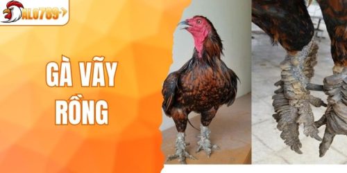 Gà Vảy Rồng - Chiến Kê Được Săn Lùng Nhất Hiện Nay