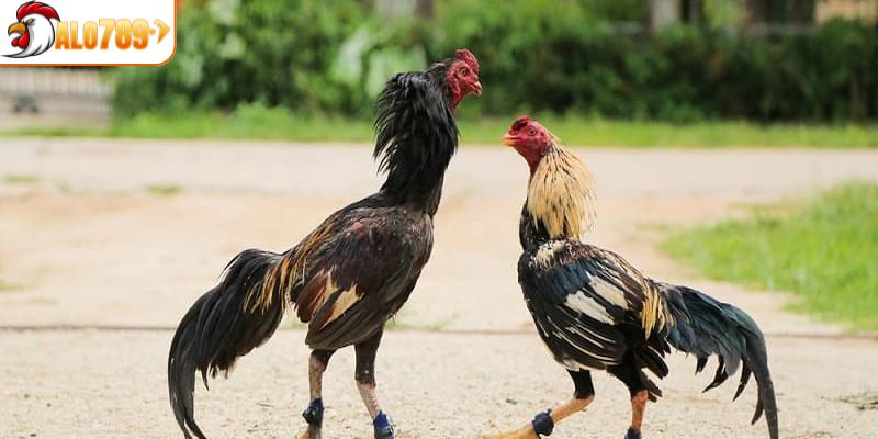 Đá gà tre - Bộ môn truyền thống kịch tính tại ALO789