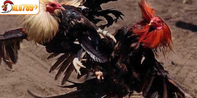 Tìm hiểu kỹ thuật chọn gà cũng như bí quyết nuôi gà tre