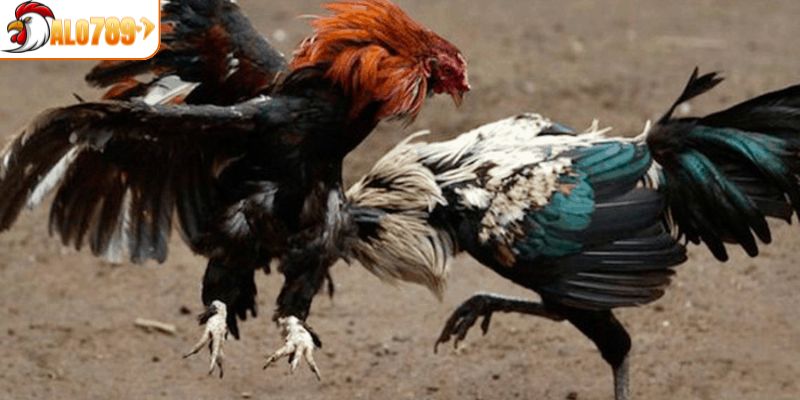 Chiến lược cá cược hiệu quả khi tham gia đá gà tre ALO789