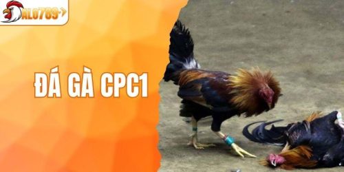 Đá Gà CPC1 - Sân Chơi Đỉnh Cao Của Các Chiến Kê Dũng Mãnh