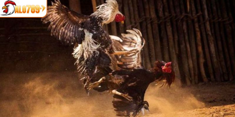 Hệ thống thường xuyên tổ chức trận đấu chuyên nghiệp