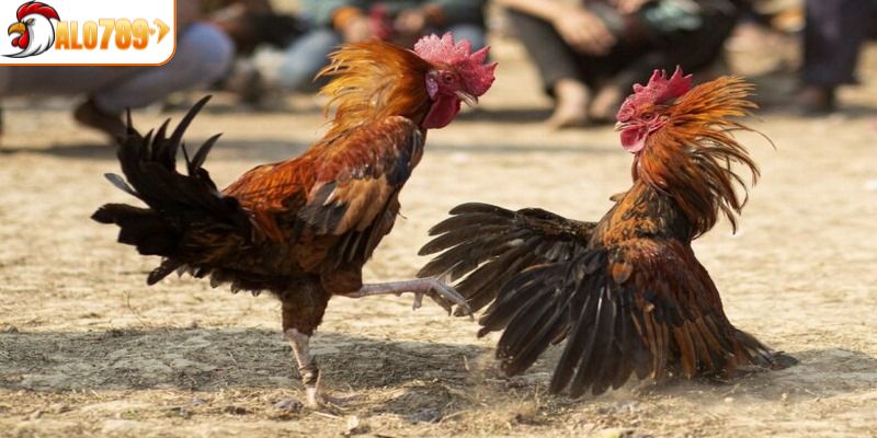Thiên đường của các chiến kê đầy dũng mãnh