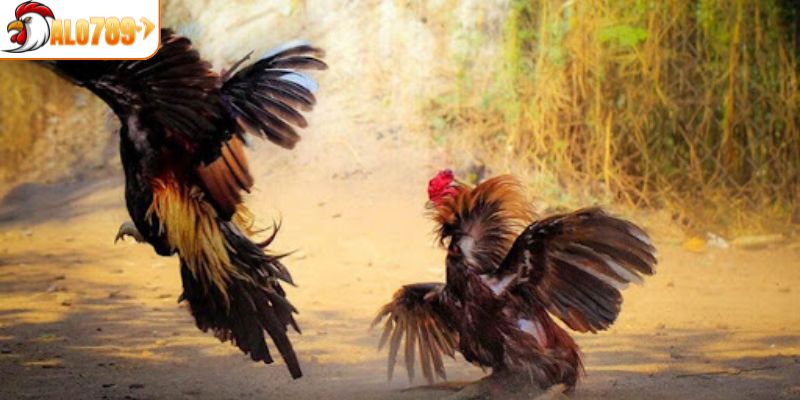 Tìm hiểu chi tiết về quy trình thi đấu chọi gà CPC1