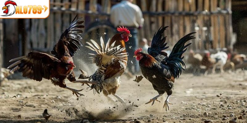 Tìm hiểu thông tin về đấu trường đá gà CPC2