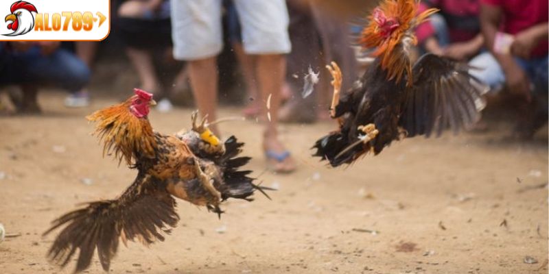 Tất cả hoạt động đá gà CPC2 đều hợp pháp