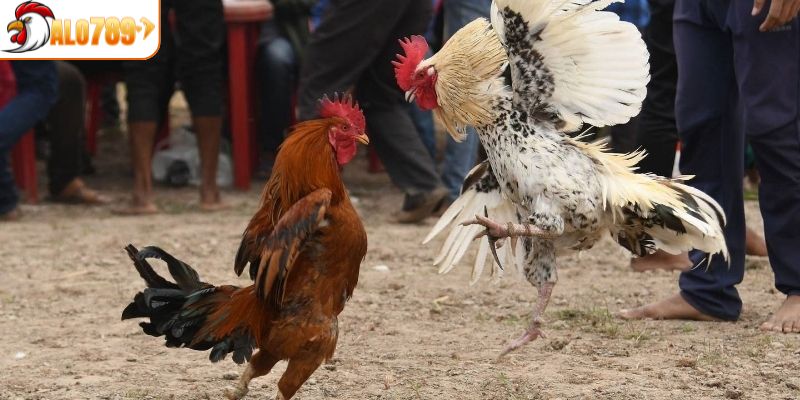 Đảm bảo về tính công bằng khi tham gia chọi gà