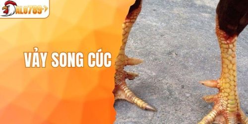 Vảy Song Cúc - Những Thông Tin Quan Trọng Bạn Cần Biết