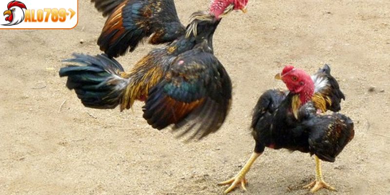 Có nên chọn gà chiến có loại vảy song cúc không?