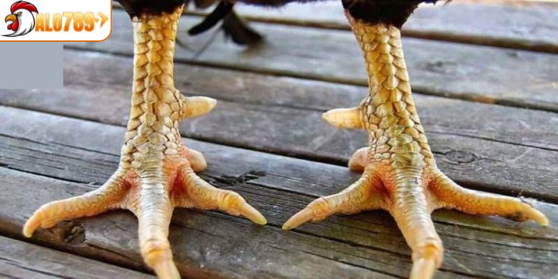 Một số đặc điểm nổi trội về vảy ngũ quỷ tại ALO789