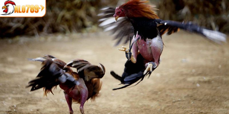 Hướng dẫn cách chăm sóc gà sở hữu vảy gà ngũ quỷ