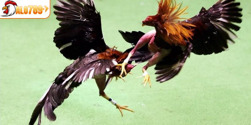 Những điều cần lưu ý về vảy gà ngũ quỷ thắng lớn