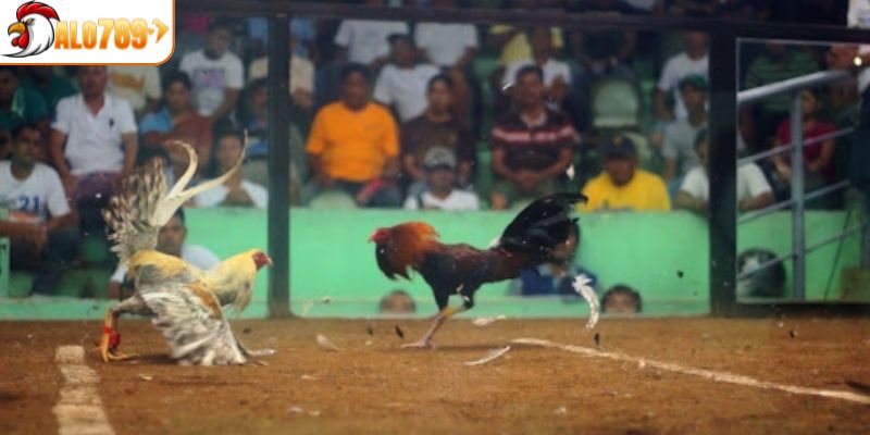 Quy luật đá gà cựa dao