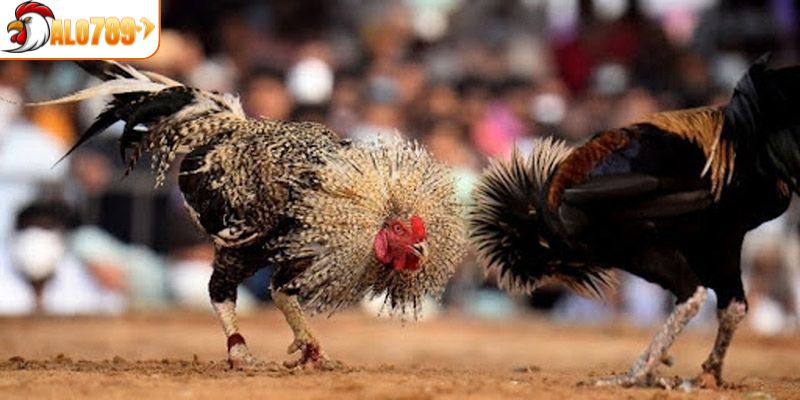 Giới thiệu đôi chút về đá gà Campuchia
