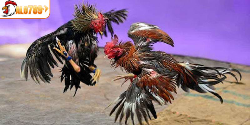 Tránh lựa chọn kê chọi đã có nhiều thành tích trước đó