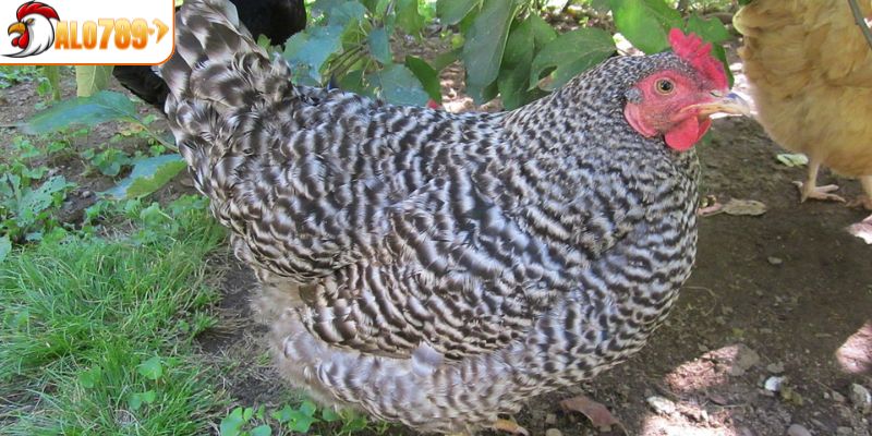 Vài nét cơ bản về giống kê chọi đặc biệt