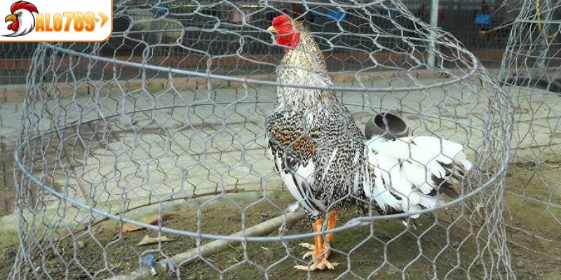 Cách phân loại cơ bản, dễ hiểu nhất