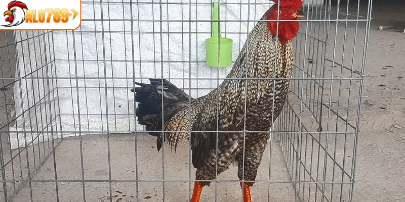 Những điểm nổi bật cần chú trọng khi chọn gà cú