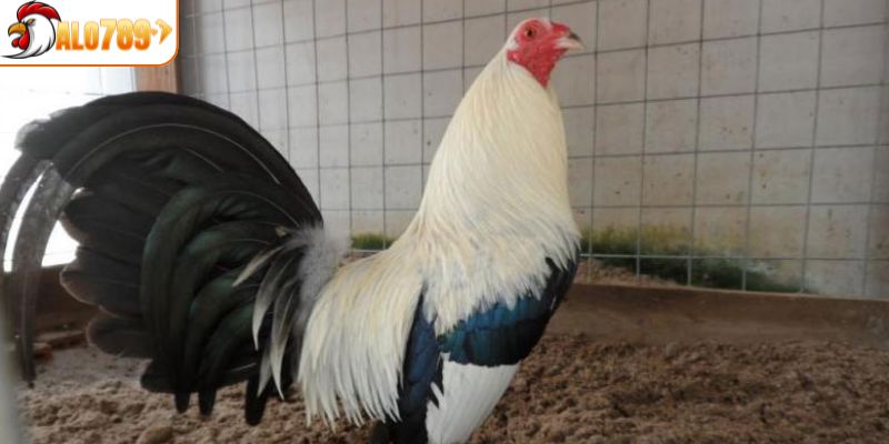 Tiêu chí cơ bản trong khi chọn gà cú