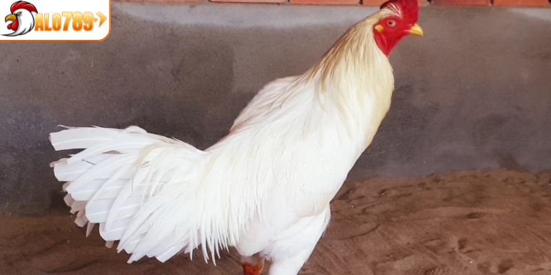 Đôi nét về chiến kê bướm