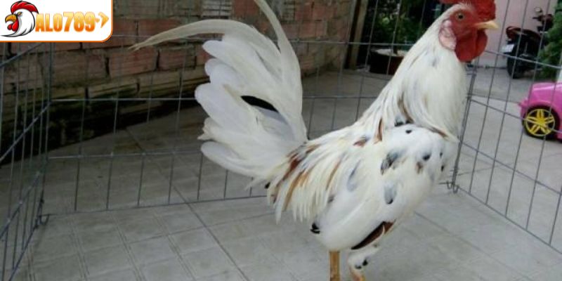 Nên chọn ngày nào đi đá là tốt nhất cho chiến kê bướm?