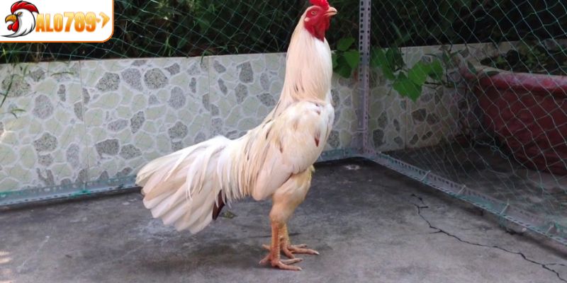Những điều lưu ý khi chọn và chăm sóc gà bướm hiệu quả