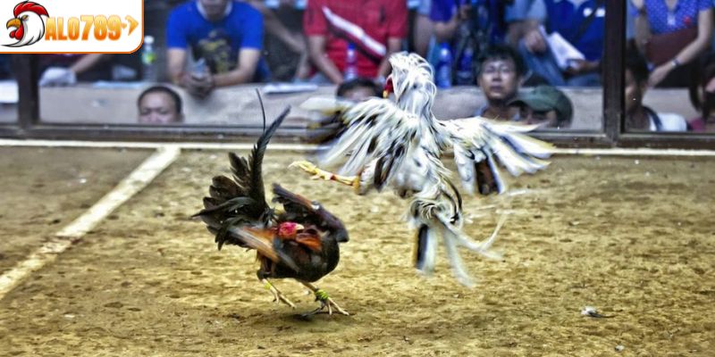 Những ưu điểm hấp dẫn về chọi gà Casino 888 tại ALO789