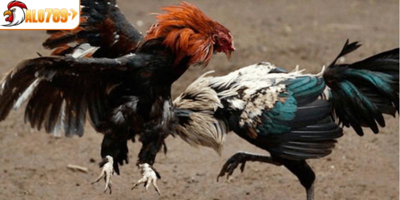 Bật mí chiến thuật khi coi ngày đá gà hiệu quả nhất tại ALO789