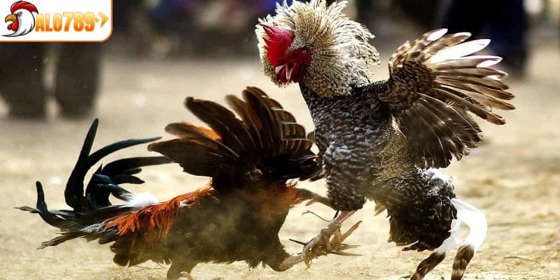 Hướng dẫn cách xem gà dựa vào màu và mùa trong năm