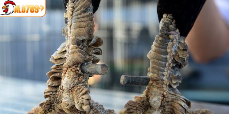 Tìm hiểu về giống gà vảy rồng