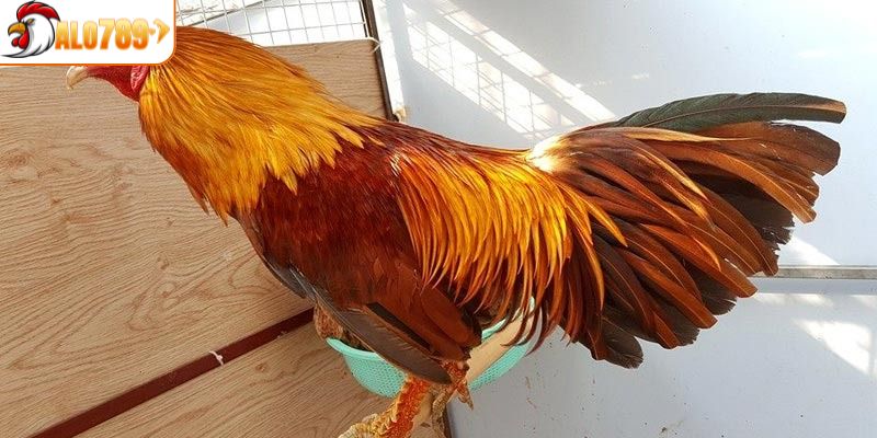 Tổng hợp các loại gà đá vảy rồng phổ biến nhất ALO789