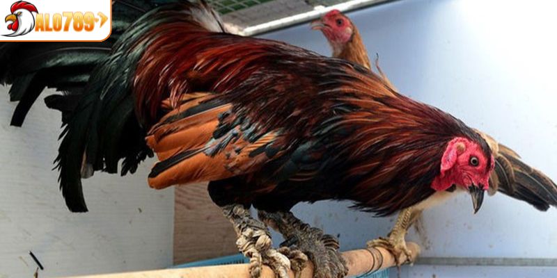 Hướng dẫn cách nhận biết gà đá vảy rồng hiệu quả