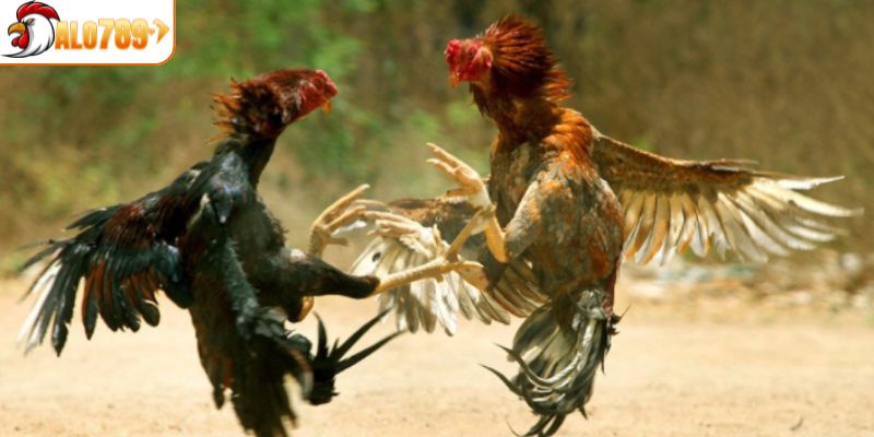 Khái niệm về chọi gà cựa sắt