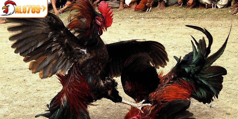 Một số cửa cược và tỷ lệ thưởng hấp dẫn cho đá gà cựa sắt